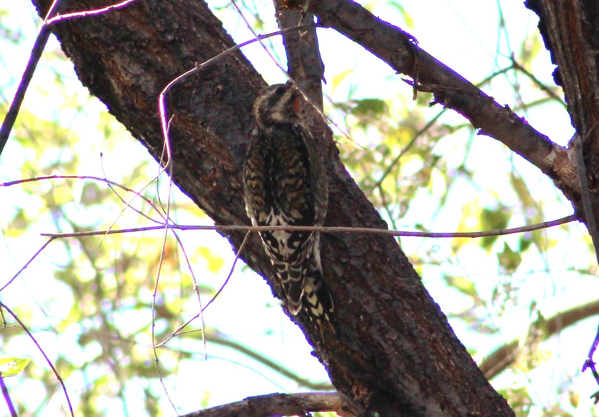 Yellow-bellied Sapsucker - ML389355651