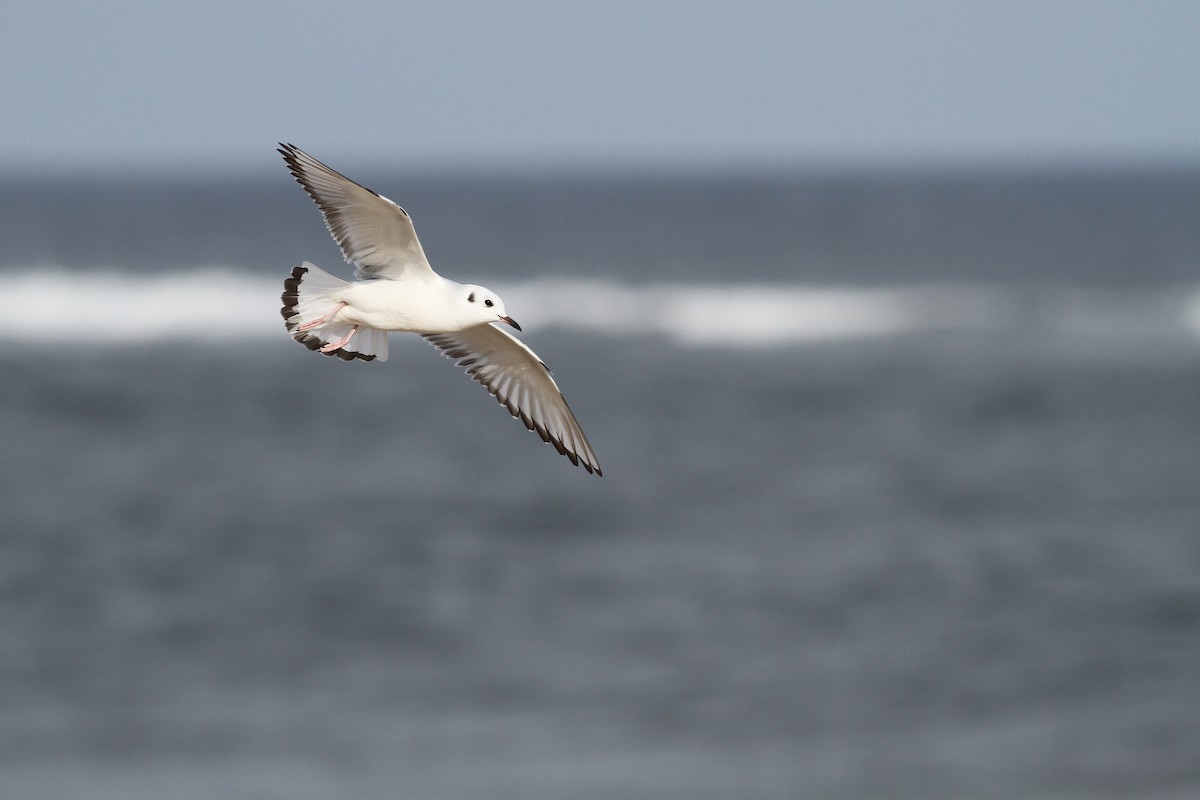 Bonaparte's Gull - ML38935601