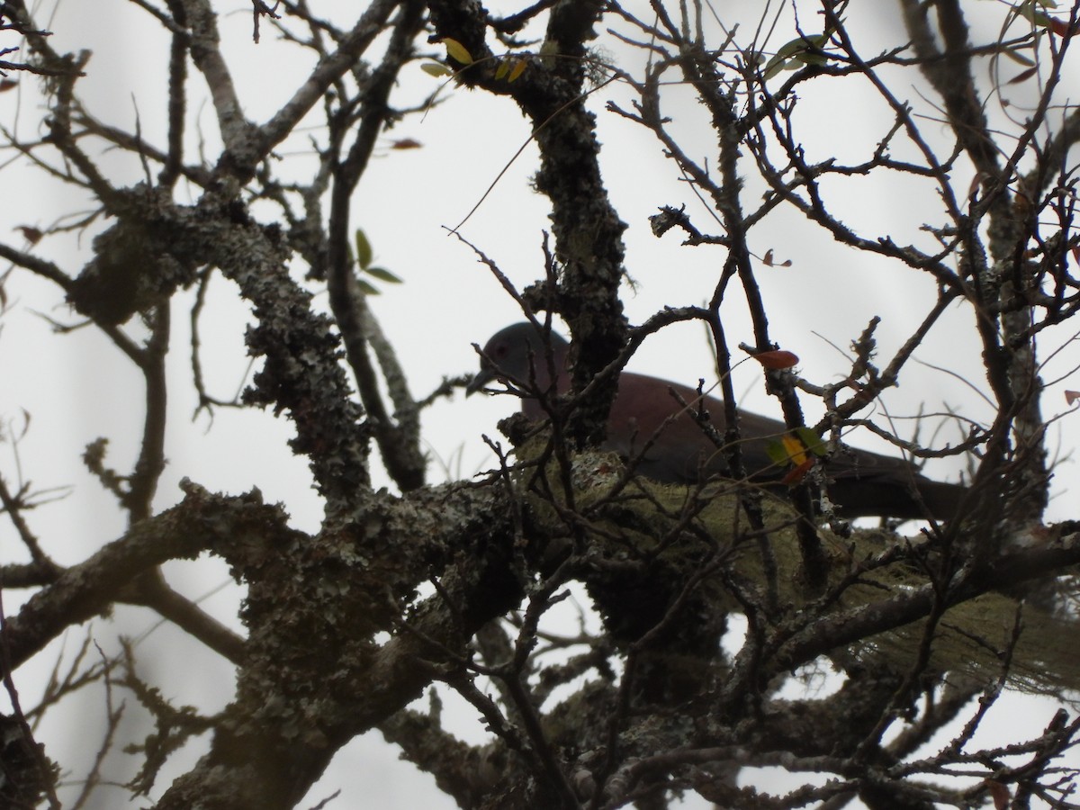 Pale-vented Pigeon - ML389358231