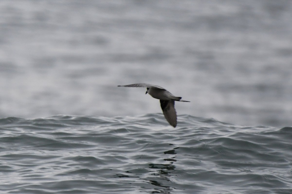 Fork-tailed Storm-Petrel - ML389359021