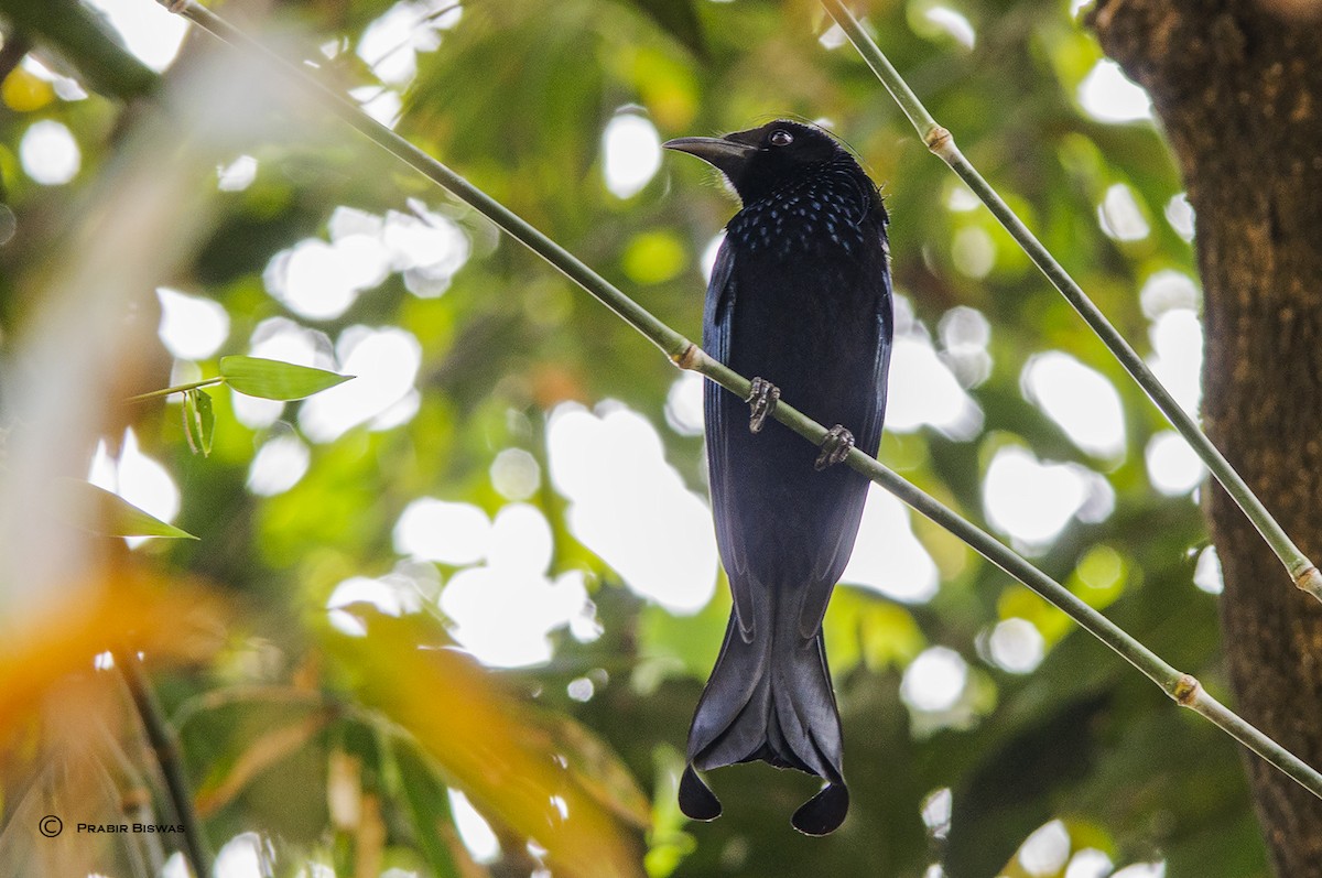 Drongo à crinière - ML389360571