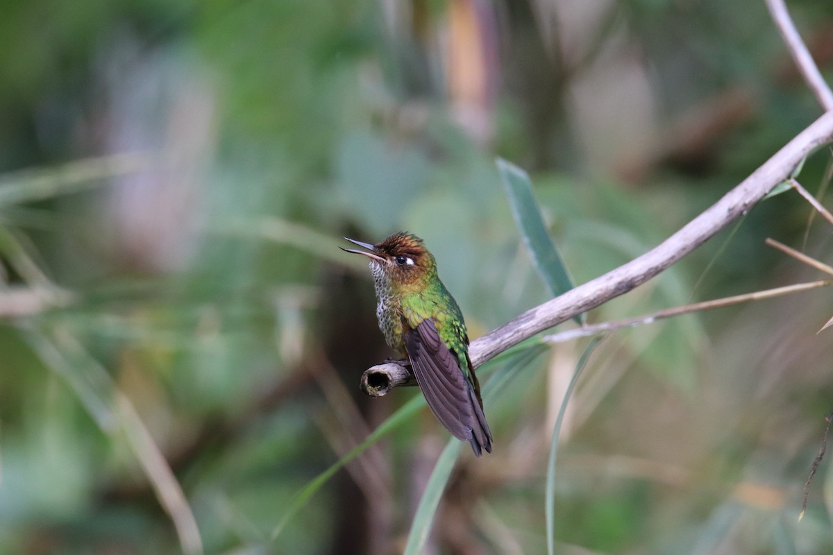 Colibri avocettin - ML389361311