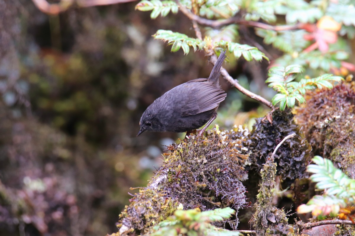 Paramo Tapaculo - ML389361441