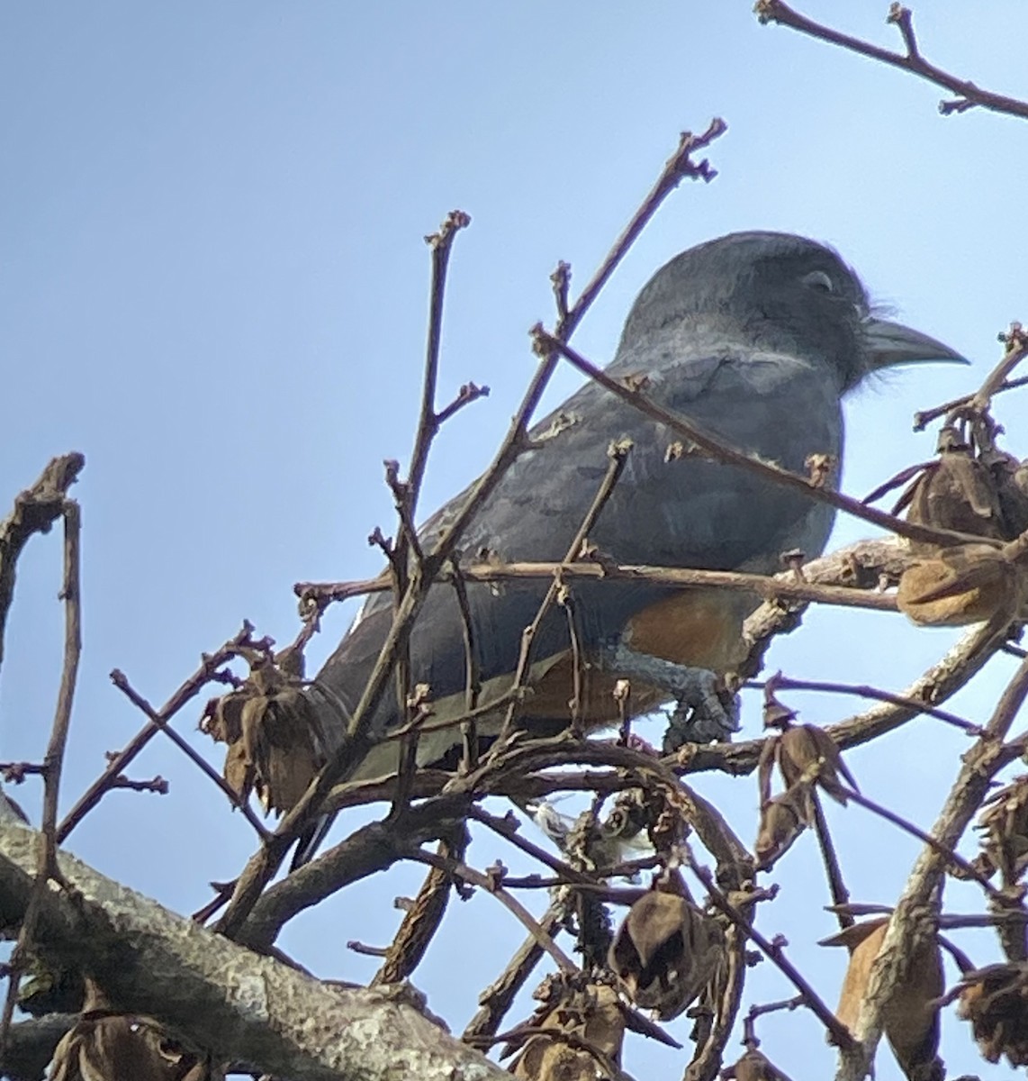 Swallow-winged Puffbird - ML389361461