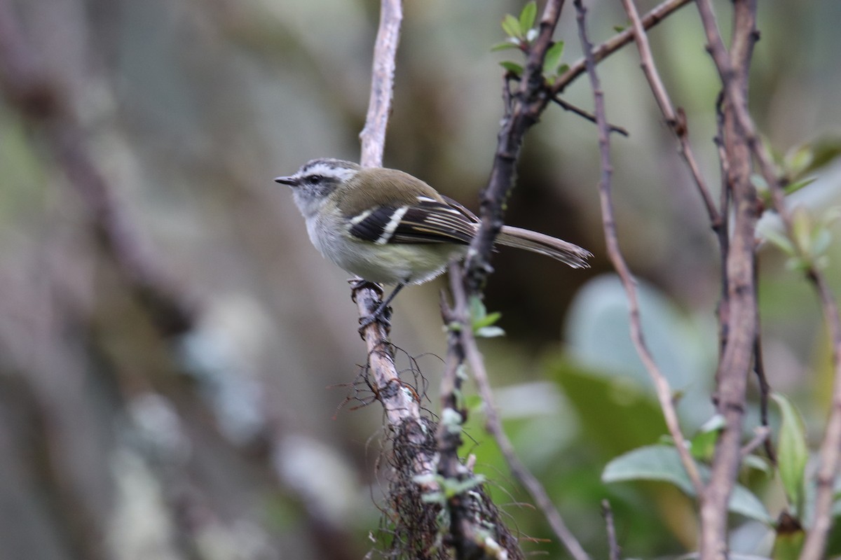 White-banded Tyrannulet - Marcelo Quipo
