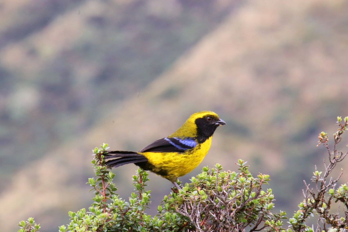 Masked Mountain Tanager - ML389361921