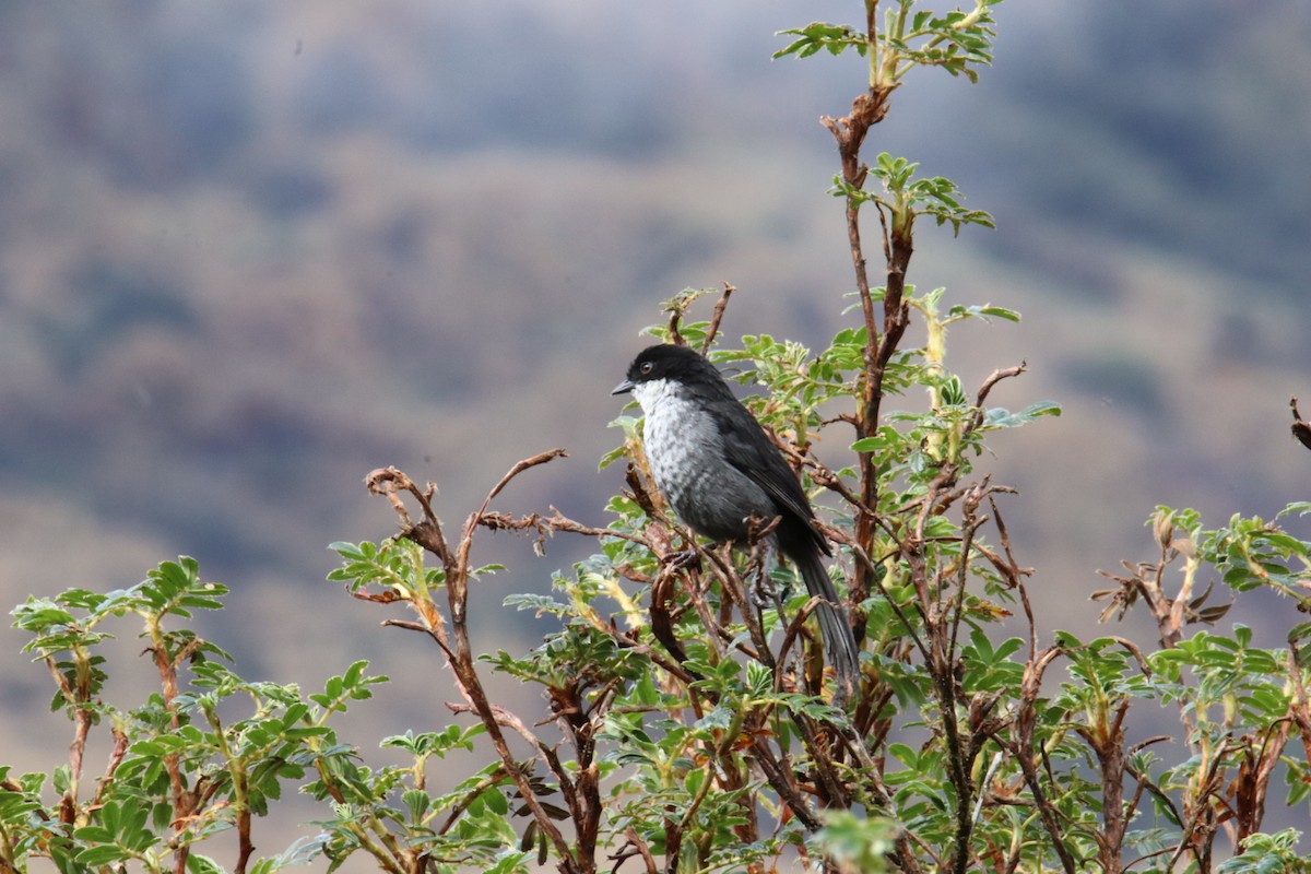 Black-backed Bush Tanager - ML389362121