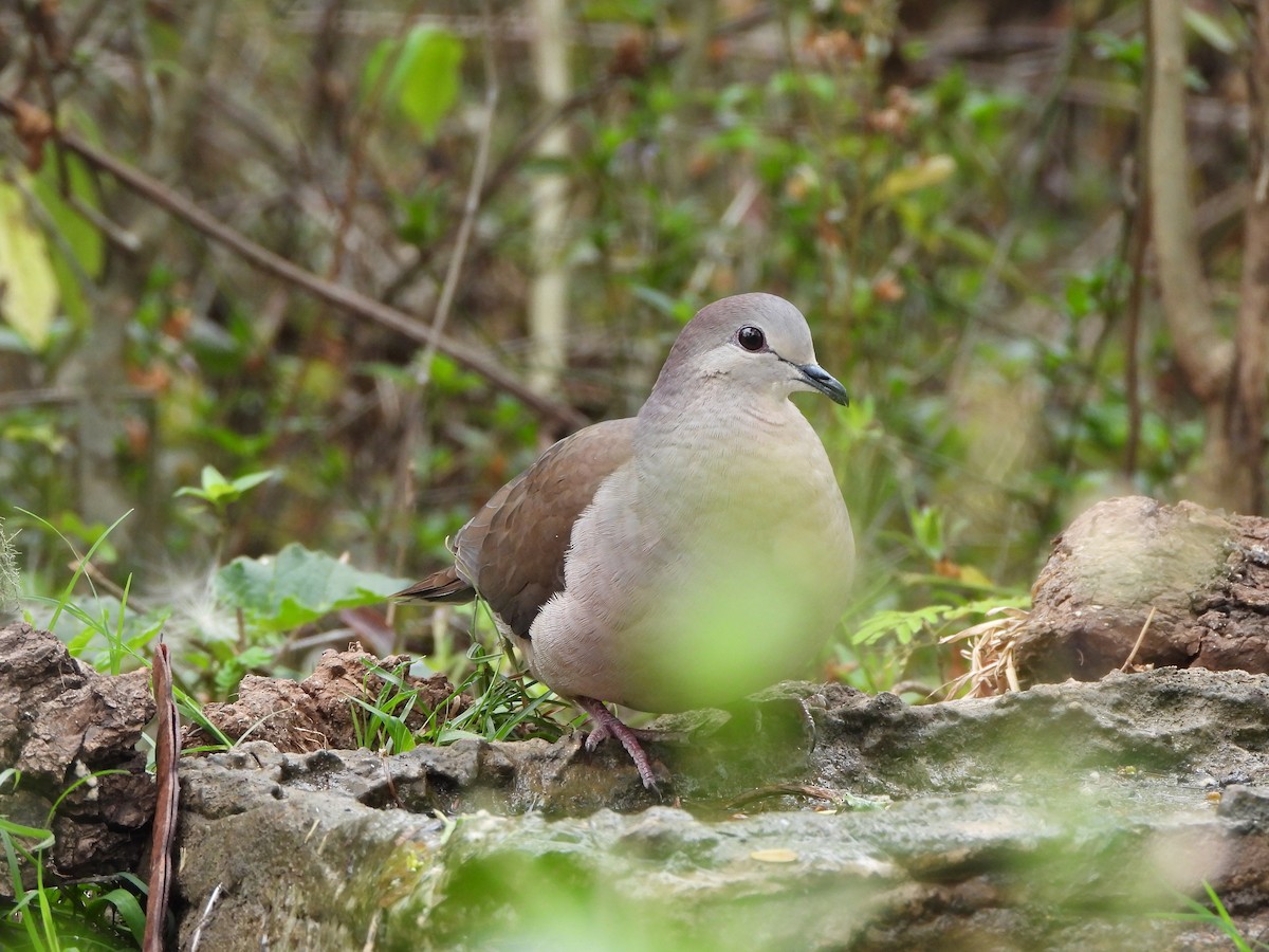 Large-tailed Dove - Mauro Desch