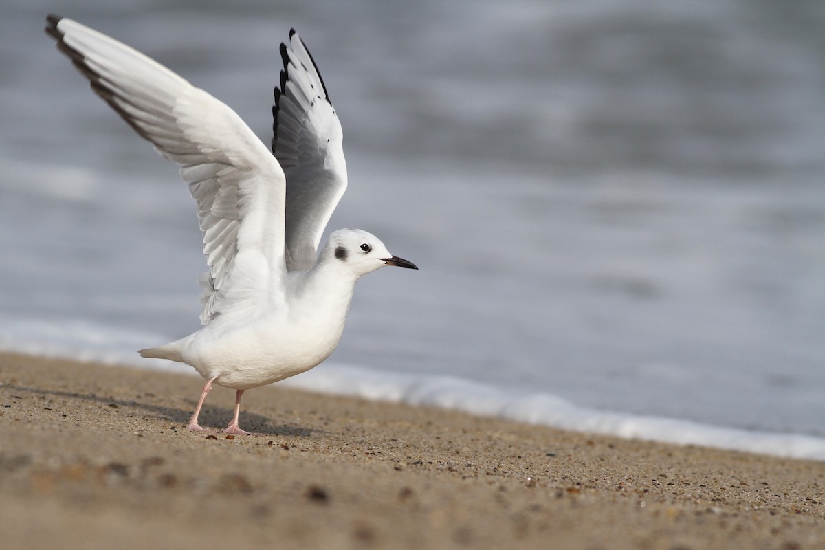 Bonaparte's Gull - ML38936281