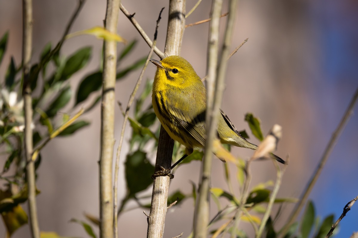 Prairie Warbler - ML389363101