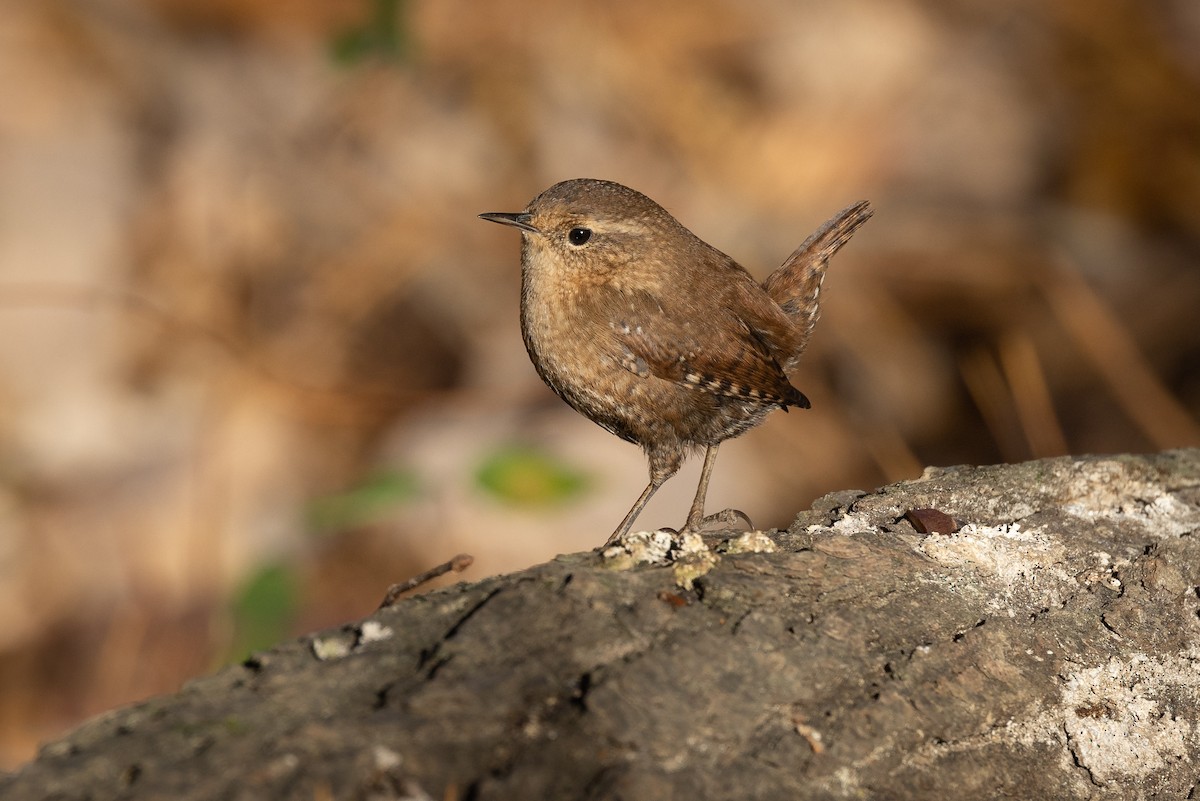 Winter Wren - ML389363121