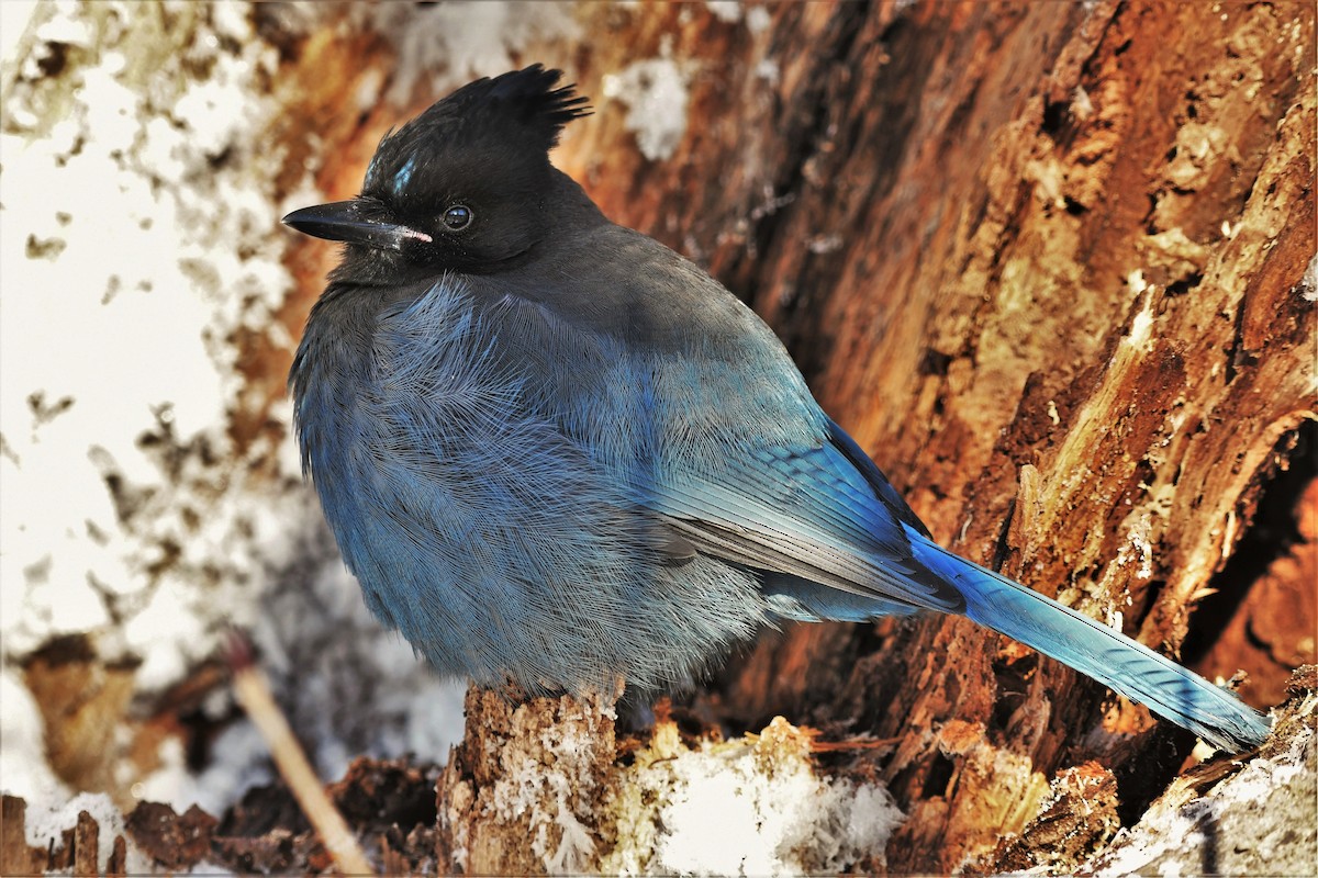 Steller's Jay - ML389363741