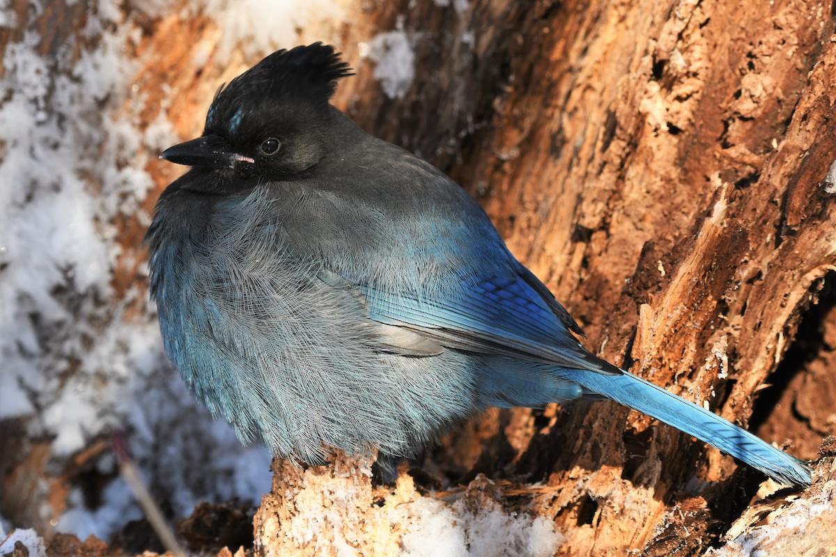 Steller's Jay - Timothy Piranian