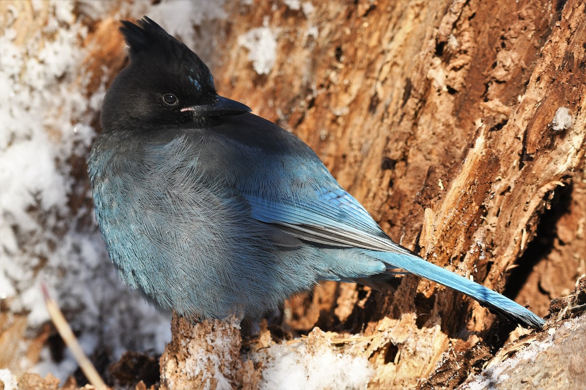 Steller's Jay - ML389364111