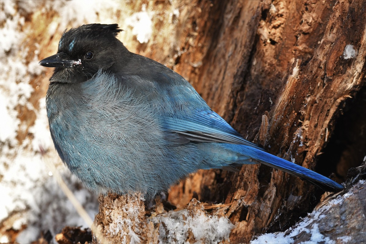 Steller's Jay - ML389364131