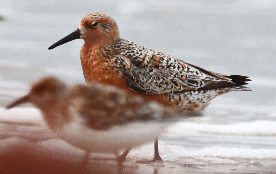 Red Knot - ML38936471