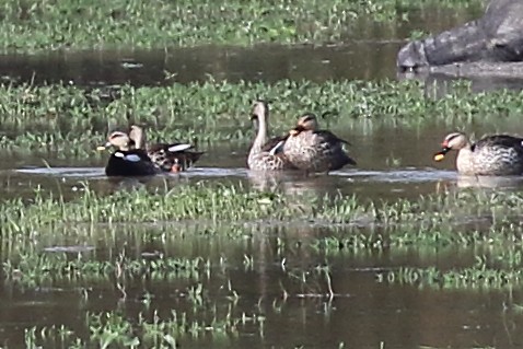 Canard à bec tacheté - ML389365051