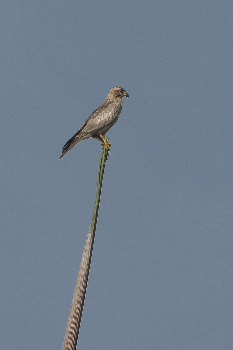 White-eyed Buzzard - ML389365061