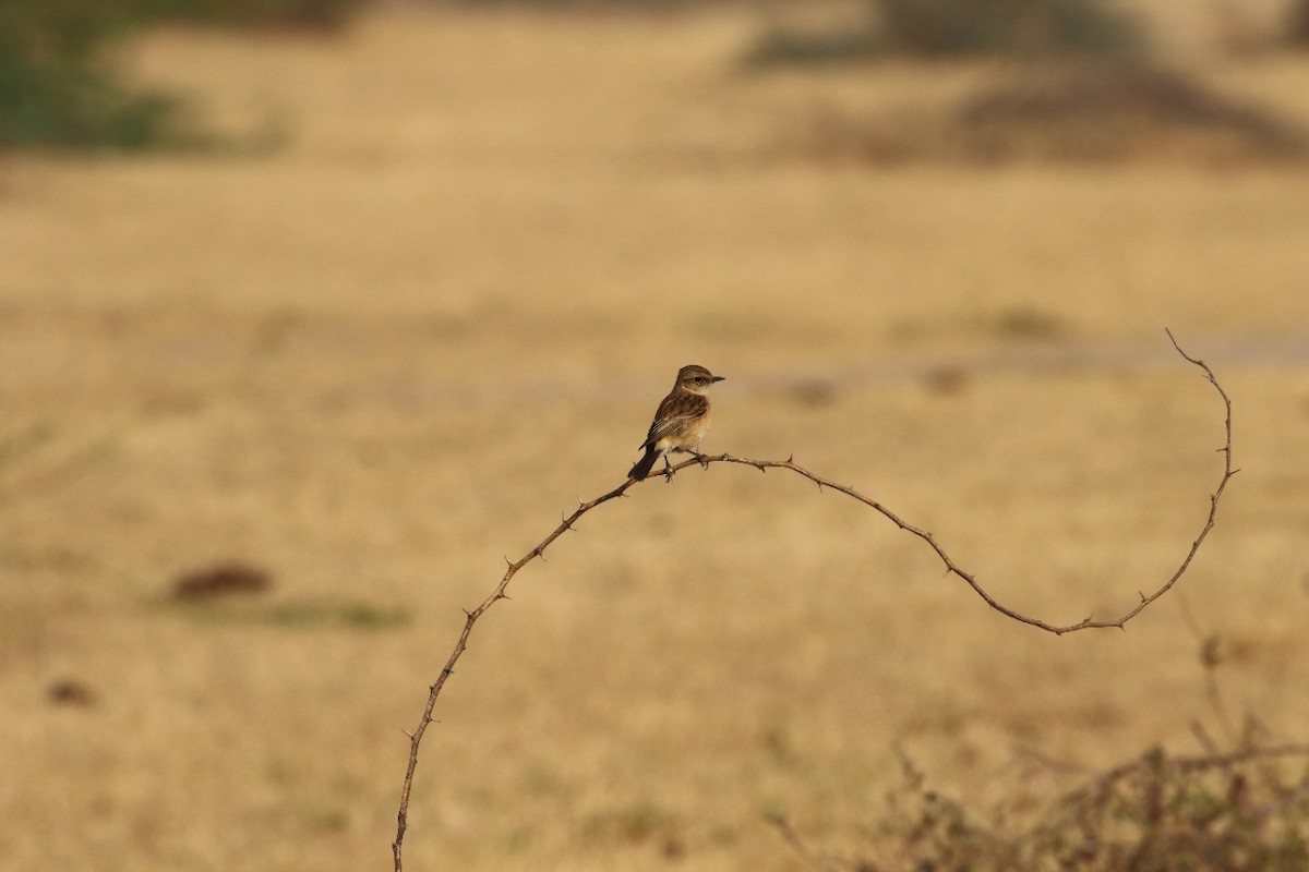 Siberian Stonechat - ML389365921