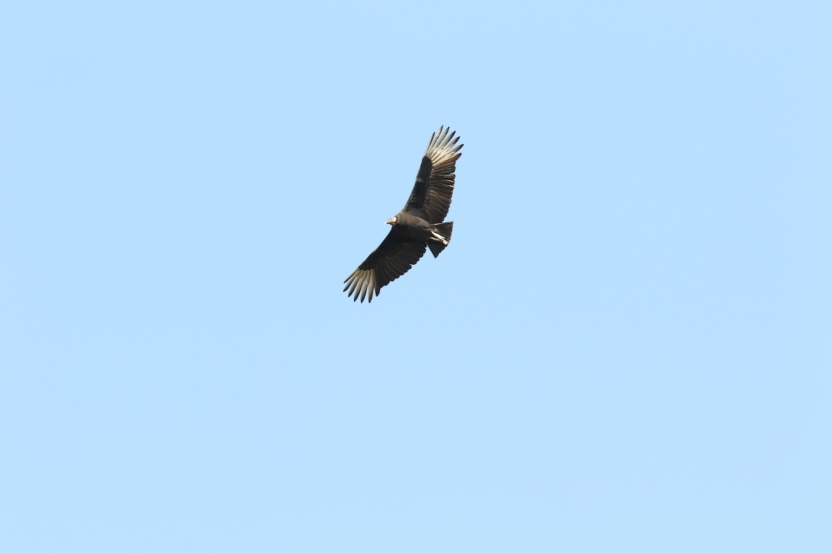 Black Vulture - ML389367071