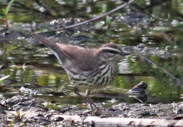 Northern Waterthrush - ML38936781