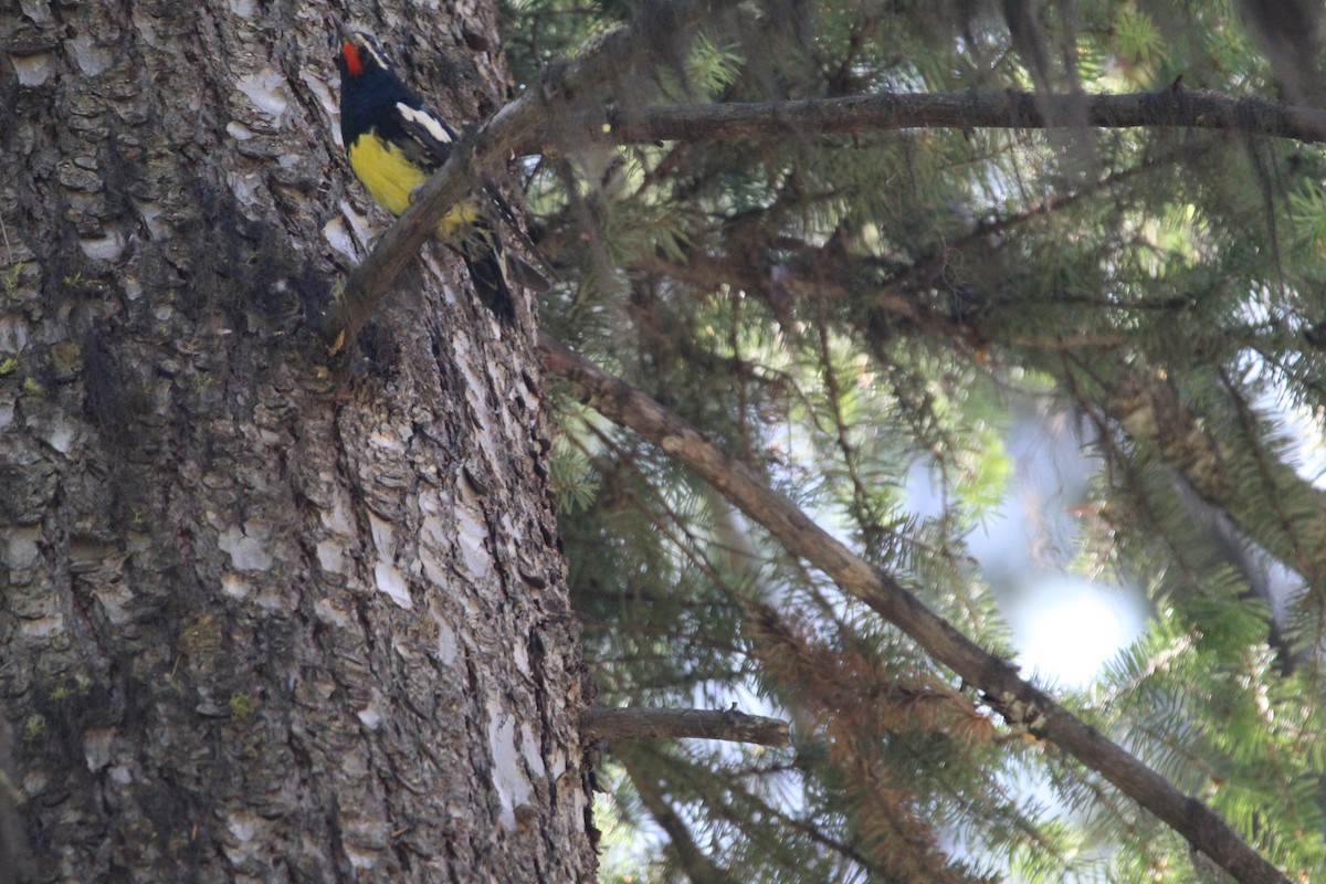 Williamson's Sapsucker - ML389369241