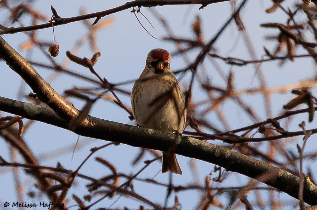 Common Redpoll - ML389369901