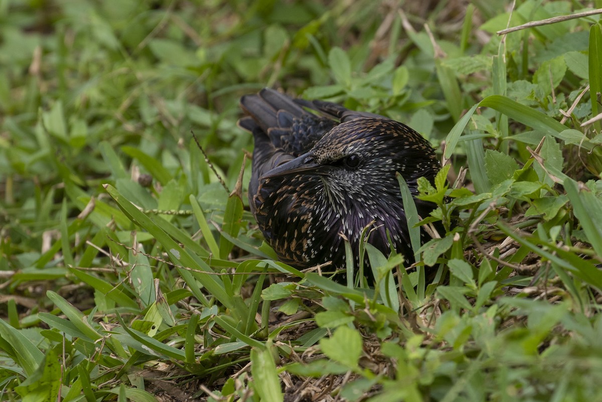 European Starling - ML389373021