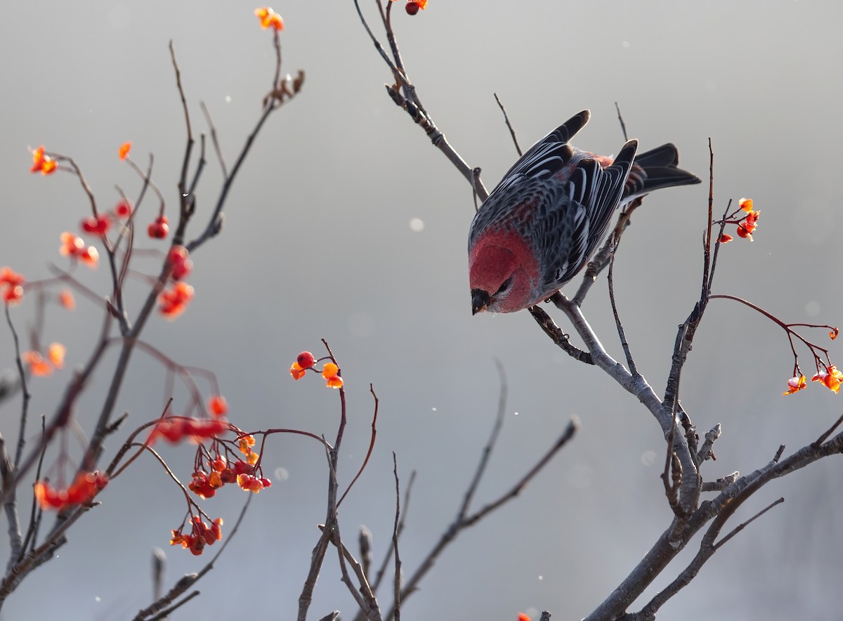 Pine Grosbeak - ML389373061