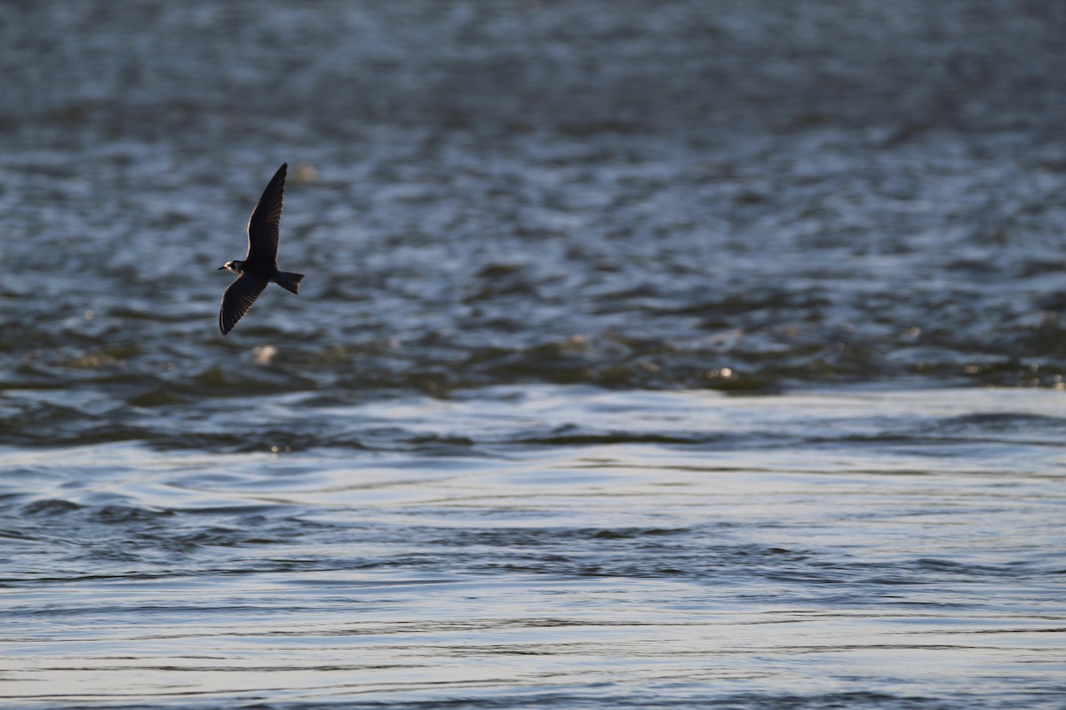 Least Tern - ML389373291