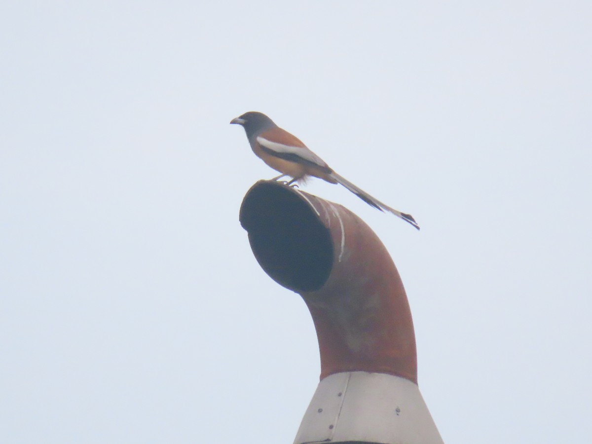 Rufous Treepie - ML389373301