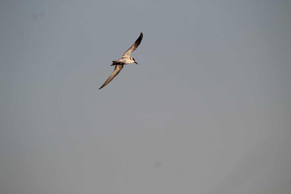 Least Tern - ML389373331