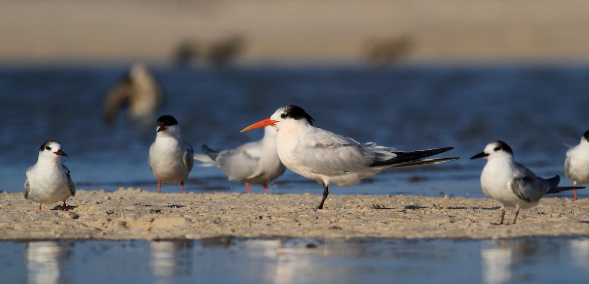 Elegant Tern - Jay McGowan