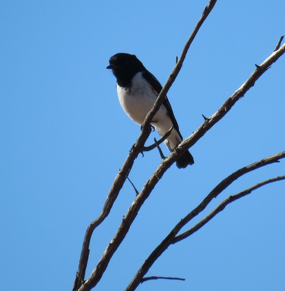 Hooded Robin - ML389376951