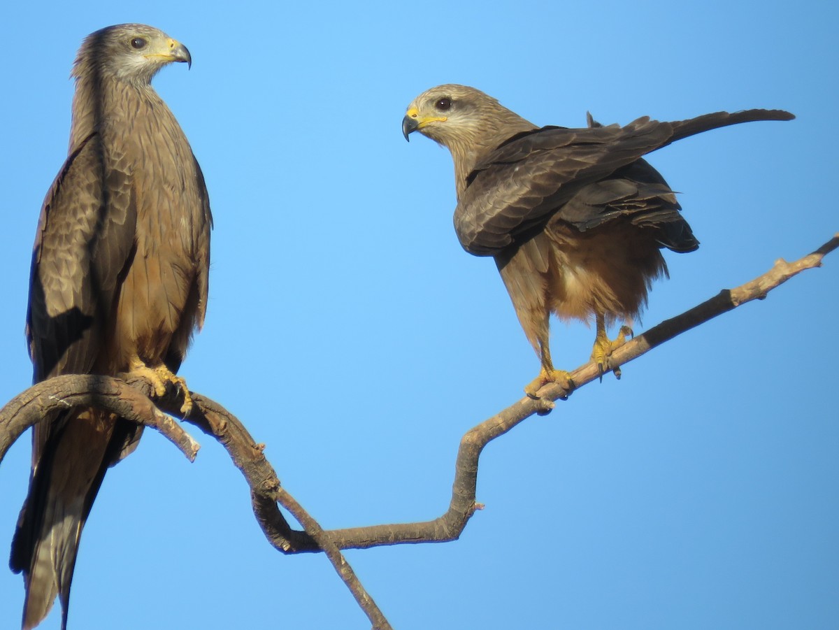 Black Kite - ML389377671