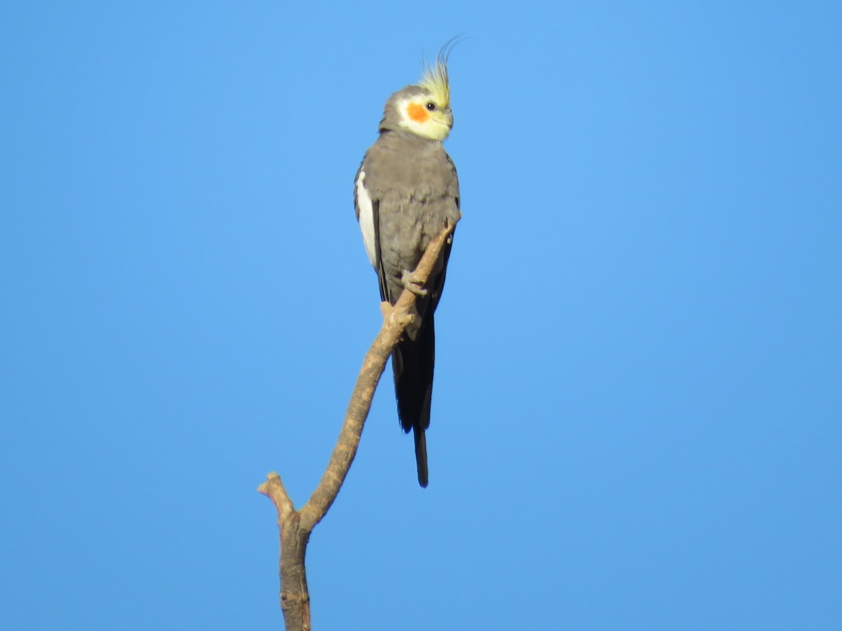 Cockatiel - ML389377761