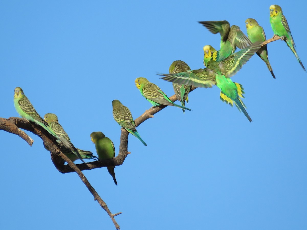 Budgerigar - ML389377811