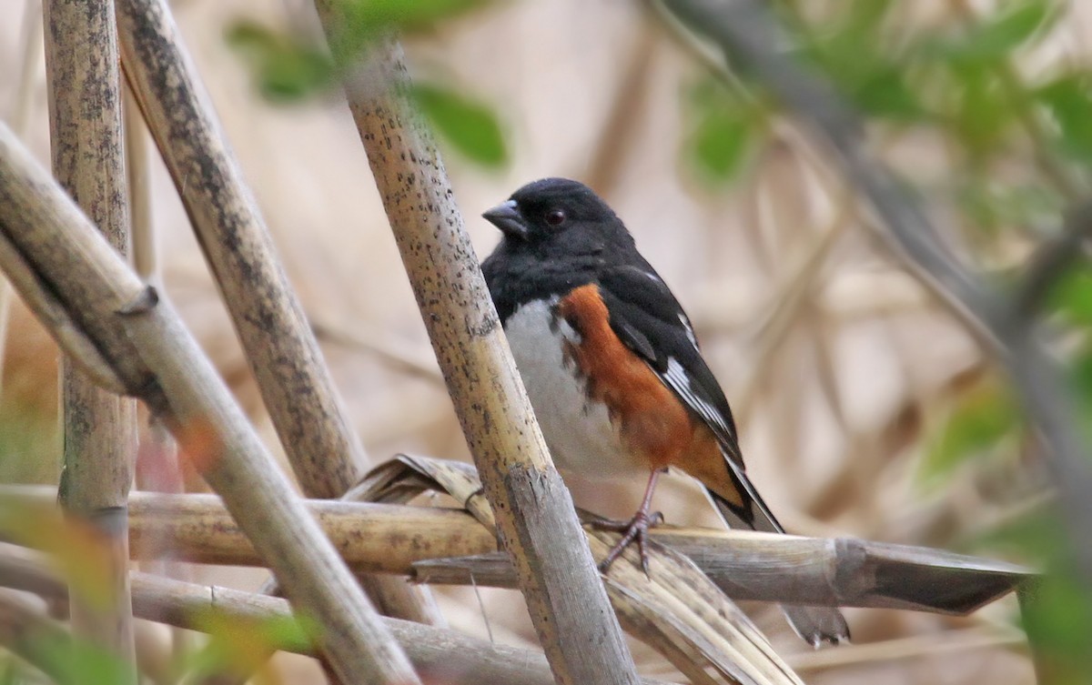 Eastern Towhee - ML38937811