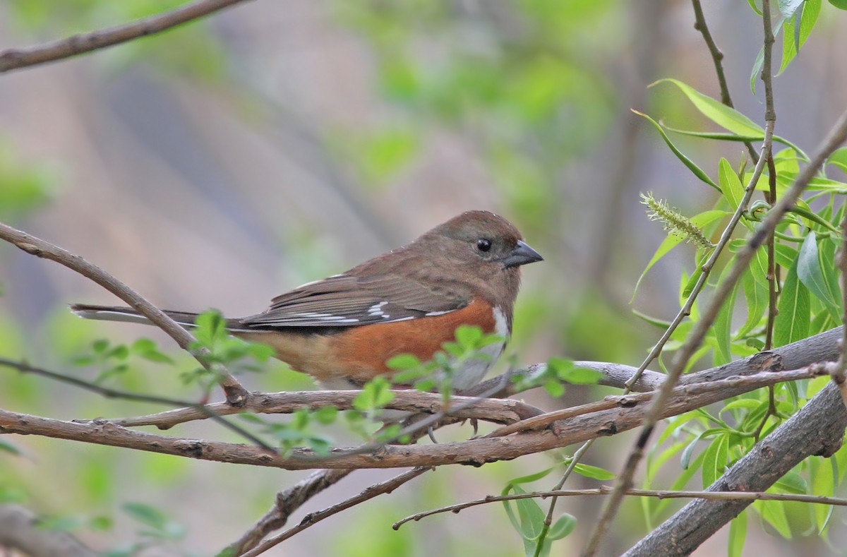 Eastern Towhee - ML38937831