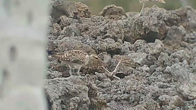 Bristle-thighed Curlew - ML389379671