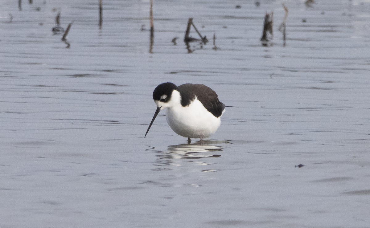 Black-necked Stilt - ML389379831