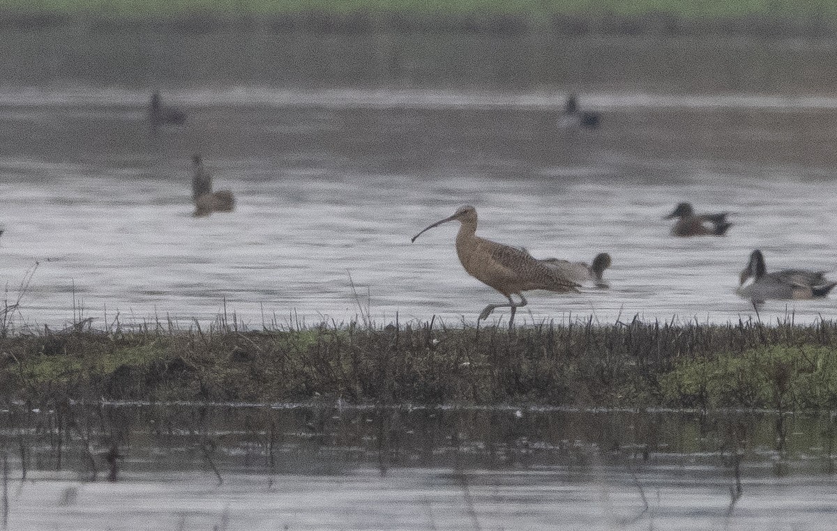 Long-billed Curlew - ML389379861