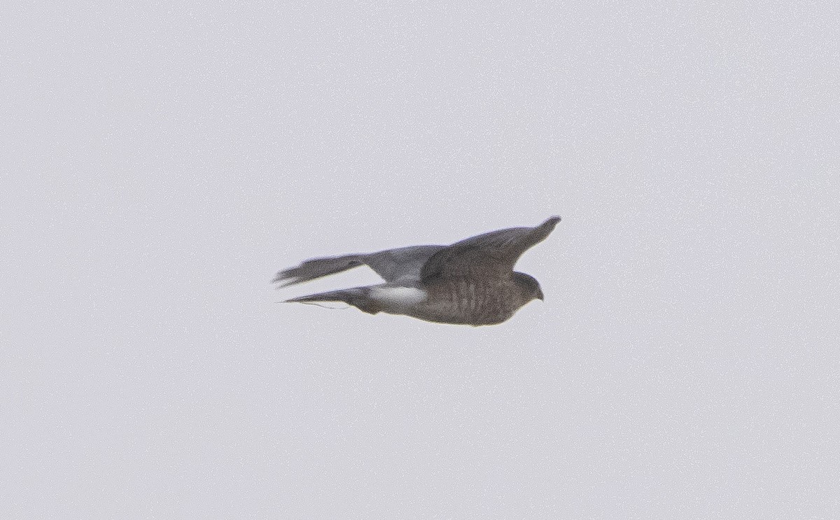 Sharp-shinned Hawk - ML389380111