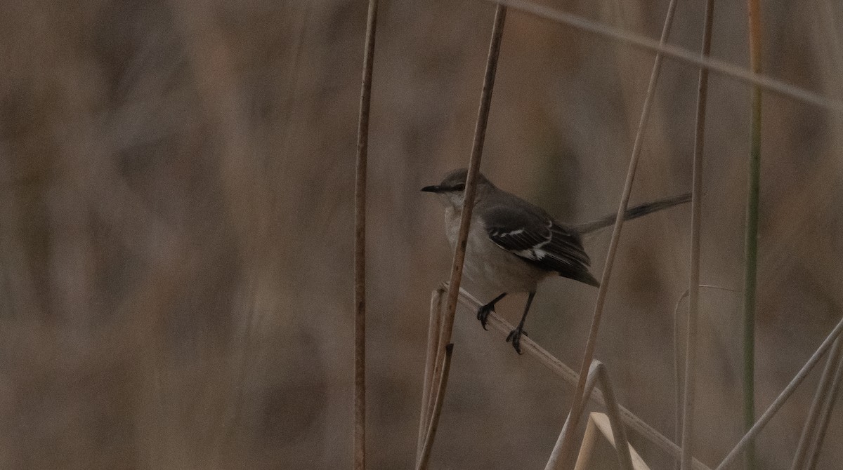 Northern Mockingbird - ML389380961