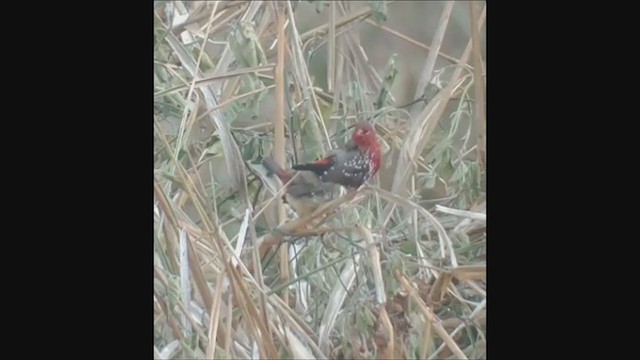 פרושית אדומה - ML389381221