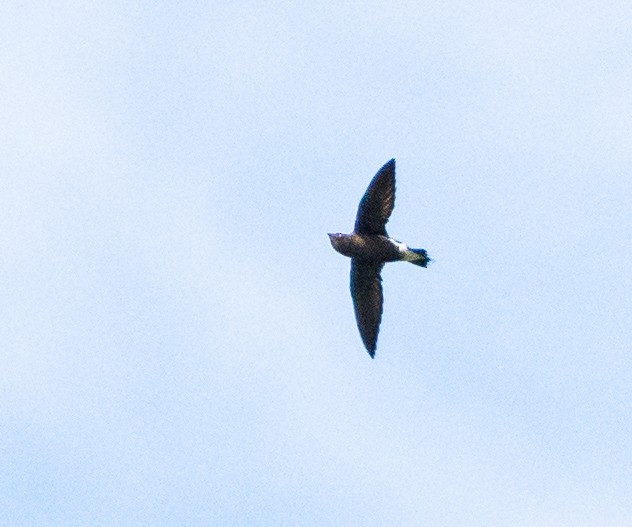 Brown-backed Needletail - ML389383231