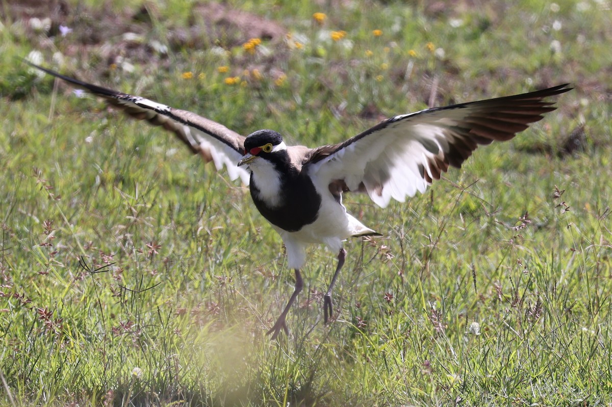 Banded Lapwing - ML389385071