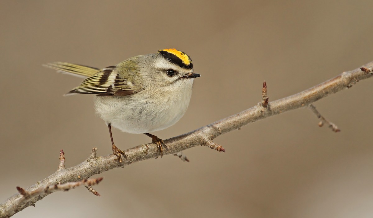 Golden-crowned Kinglet - Ryan Schain