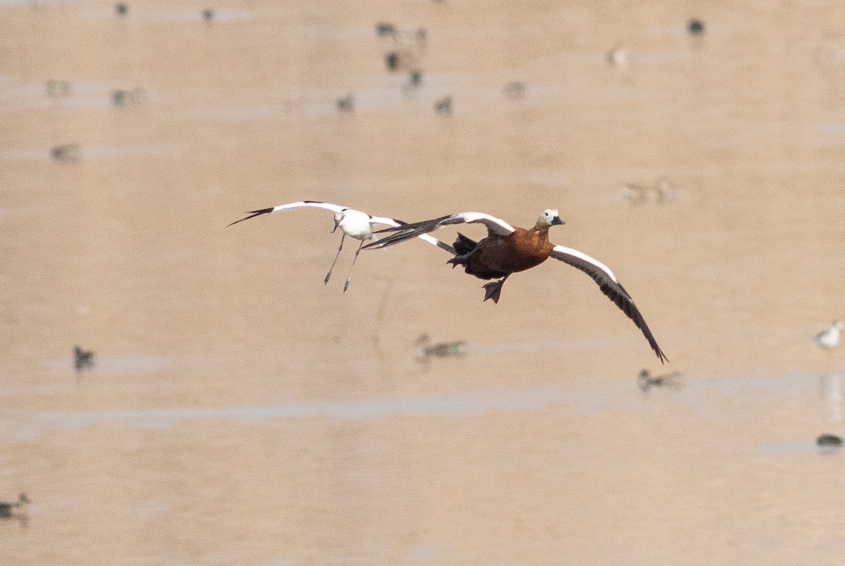 Ruddy Shelduck - ML389385541