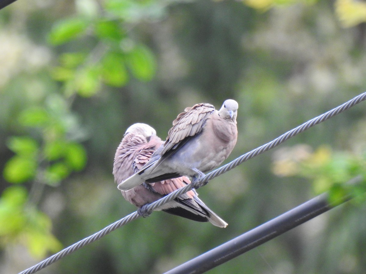 Red Collared-Dove - ML389386301